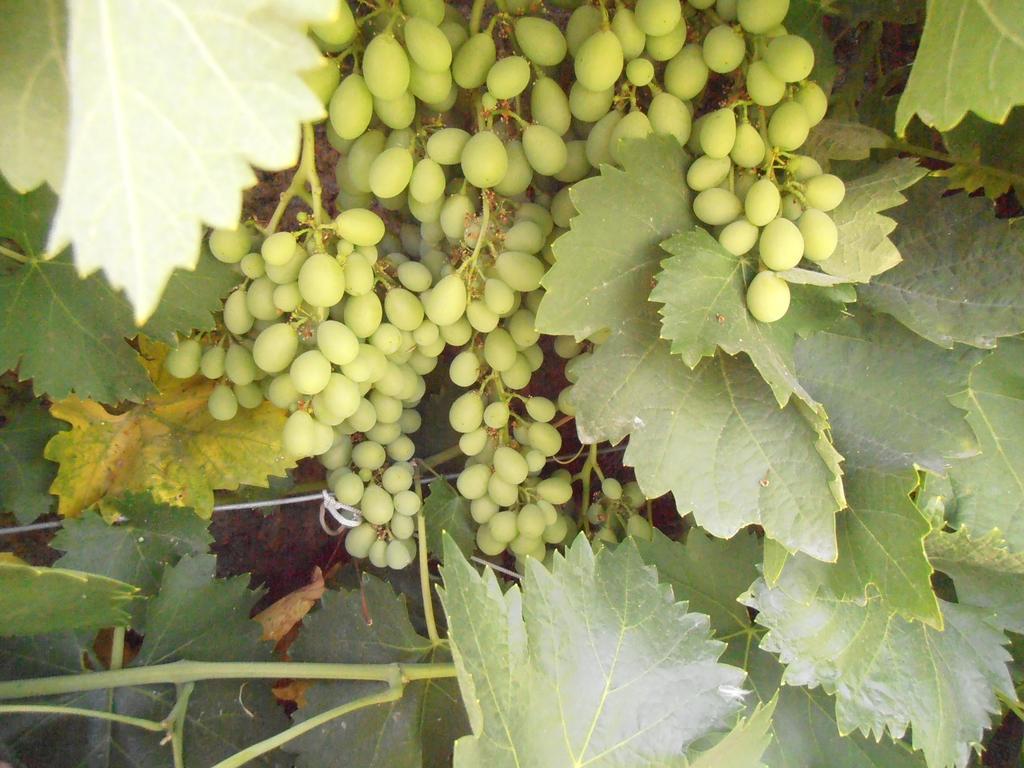 Pinos Puente Alojamiento Rural Torre Hueca酒店 外观 照片